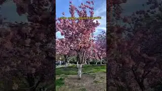 #китай