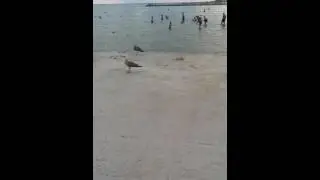 Прикольные чайки ходят по берегу моря
