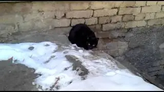 Черные котики тоже хотят быть домашними