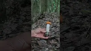 ВЫ ТОЛЬКО ПОСМОТРИТЕ НА ЭТИХ КРАСАВЦЕВ! ЭТО САМЫЙ ЦЕННЫЙ ВИД ПОДОСИНОВИКОВ!