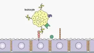 Leukocyte Extravasation