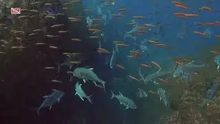 Дайвинг на Пхукете с дайв-клубом DVdiver