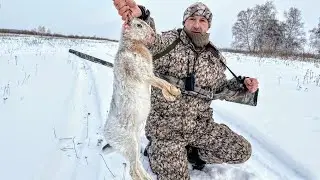 Hunting for a hare with Dad, the hare has already been torn apart! They piled up hares and went home