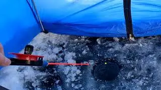 Клёвая зимняя рыбалка на плотву. Шершни.