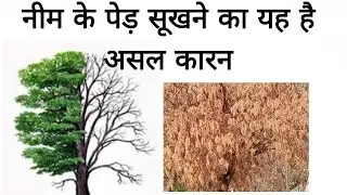 नीम के पेड़ सूखने का असल कारन यह है। Neem ke paid Sukhne ka karan