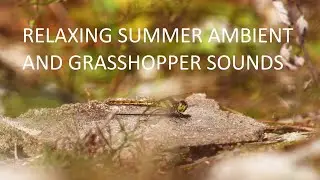 ASMR Summer Relaxing Ambient and Grasshopper Sounds | Dragonfly