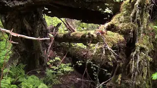 Take a walk Deep into a Pacific Northwest Rain Forest. Very remote location interesting discovery.
