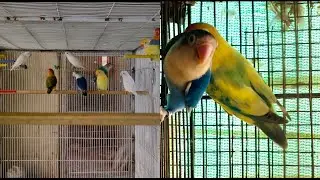 Kya hamara lovebird ka egg fertile hon ga? Sunday ko new animal lena chalain ga market🥰🐄🐇🕊️
