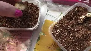 Результаты укоренения чешуек лилий. ВСЕ УКОРЕНИЛИСЬ!