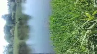 Продам козочек молодняк.