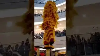 "Saat Barongsai Gagal, Inilah yang Terjadi!"