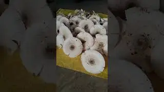 Kumha mashroom