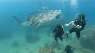 The largest fish in the world. Whale shark