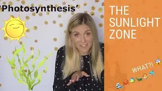 The Sunlight Zone | Let's Learn about the Levels of the Ocean | Learning Corner | Kids Learning
