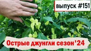 151 Острые джунгли сезон'24 17.08.2024
