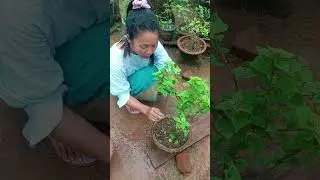 mikka wadape chi skongako galchimjok