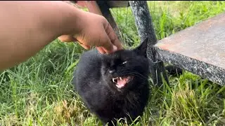 Will This Cat Bite Me ?