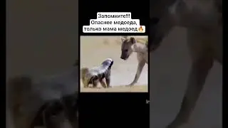 Неофициальный Царь зверей😎