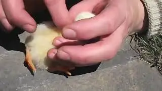 baby bird falli off to sleep