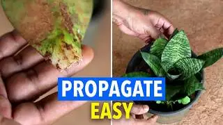 Dwarf Snake Plant Propagation (Sansevieria)