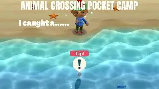 GAR/I CAUGHT A WHAT/ ANIMAL CROSSING POCKET CAMP/POCKET CAMP/NEW CATCH/FISHING