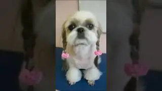 DITES-LE ! MA MAÎTRESSE, ELLE A DES GOÛTS DE CHIOTTES ; ON PEUT LE DIRE. #humour #iaphotos #chiens