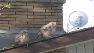 owl shit  Сова скрылась с места «преступления» :))))