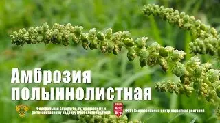 Ragweed
