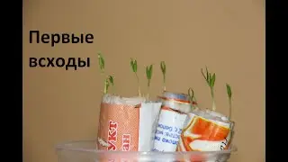 Первые всходы перцев и баклажан сезона 2019