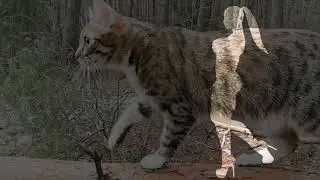 Гуляем с Марусей и поём весёлую песню про кошку! МяУ-МяУ!