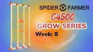 Spider Farmer G4500 grow series Week:8