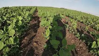Орати чи дискувати? Огляд соняшнику після оранки та дискування, яку технологію обрати?