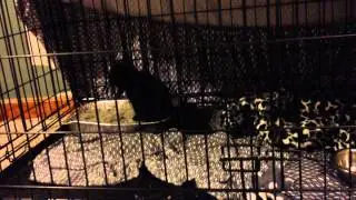 New kitten!