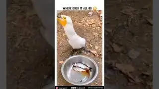 Where it goes | Fish Eating by Bird
