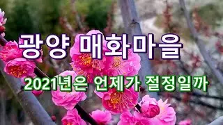 [여행을떠나요]광양 매화마을, 2021년은 언제가 절정일까요