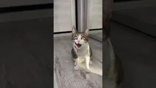 МЯТА УБИРАЕТ МУСОР ЗА ХОЗЯКОЙ🤯