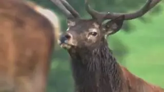 RYKOWISKO JELENI