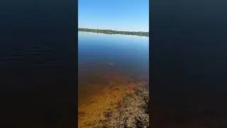 жерех нижегородской области