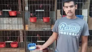 les damos huevo 🥚 a nuestros pollos y esto es lo que pasa 🐥🐓