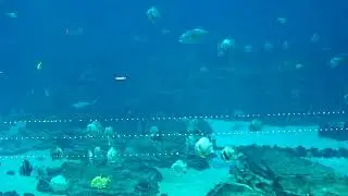 LIVE Georgia Aquarium Cam | Ocean Voyager Cam | Whale Sharks and Rays