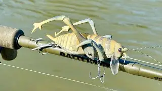 Making a Cave Cricket Lure