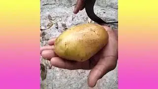 Curiosidade
