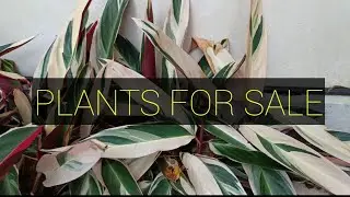 Plants For Sale || Green Planet ||