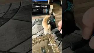 Newest Shiba Inu puppy meets zoey the Shiba Inu