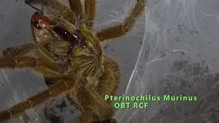 Close up feeding my Pterinochilus murinus (OBT RCF)