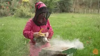 How To Detect Varroa in Your Hives