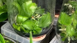 Deflasking Phalaenopsis Seedlings (Video 4 of 4 - Grow Orchids from Seed) - Phal pallens