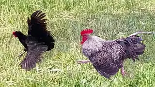 The most energetic rooster. Chickens are shocked. Who helped the chicken?