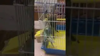 Знакомство попугаев 2!!!