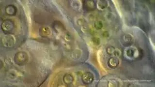 Euglena viridis caught in the vortex of a spinning Paramecium aurelia. 325-1500X. DIC